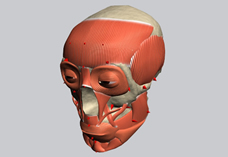 Nefertitti muscle structure